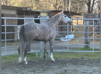 Quarter horse américain, Jument, 5 Ans, 155 cm, Gris