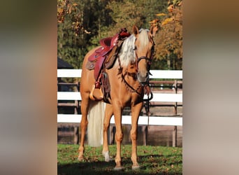 Quarter horse américain Croisé, Jument, 5 Ans, 155 cm, Palomino