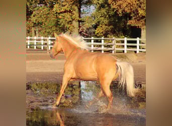 Quarter horse américain Croisé, Jument, 5 Ans, 155 cm, Palomino