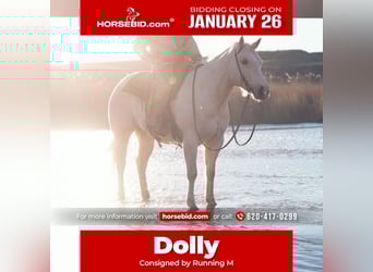 Quarter horse américain, Jument, 5 Ans, 155 cm, Palomino