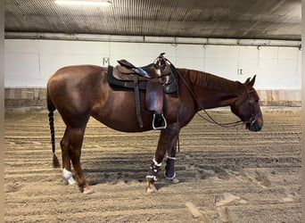 Quarter horse américain Croisé, Jument, 5 Ans, 157 cm, Alezan brûlé