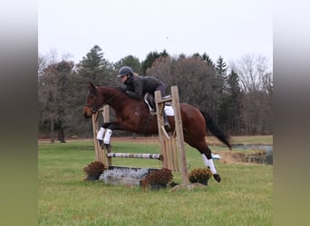 Quarter horse américain, Jument, 5 Ans, 157 cm, Bai cerise
