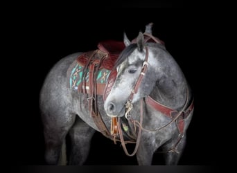 Quarter horse américain, Jument, 5 Ans, 157 cm, Gris