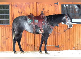 Quarter horse américain, Jument, 5 Ans, 157 cm, Gris