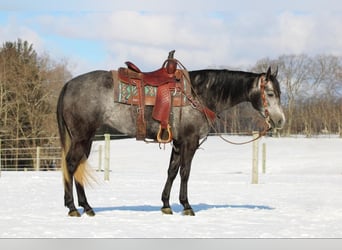 Quarter horse américain, Jument, 5 Ans, 157 cm, Gris