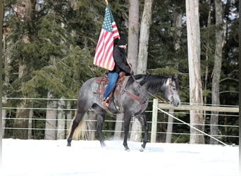 Quarter horse américain, Jument, 5 Ans, 157 cm, Gris