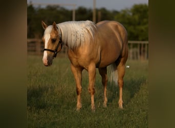 Quarter horse américain, Jument, 5 Ans, 157 cm, Palomino