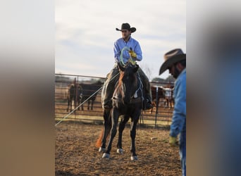 Quarter horse américain, Jument, 5 Ans, 160 cm, Rouan Bleu