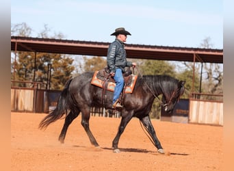 Quarter horse américain, Jument, 5 Ans, 160 cm, Rouan Bleu