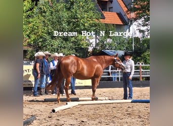 Quarter horse américain, Jument, 5 Ans, 162 cm, Alezan