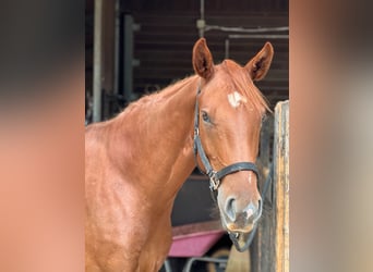 Quarter horse américain Croisé, Jument, 5 Ans, 162 cm, Alezan
