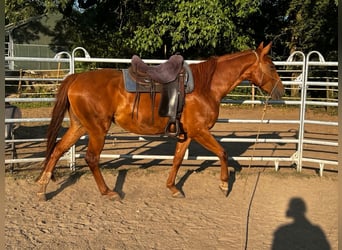 Quarter horse américain Croisé, Jument, 5 Ans, 162 cm, Alezan