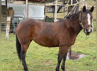 Quarter horse américain, Jument, 5 Ans, 163 cm, Bai cerise