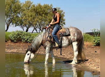 Quarter horse américain, Jument, 5 Ans, 163 cm, Rouan Bleu