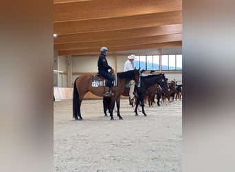 Quarter horse américain, Jument, 5 Ans, 165 cm, Bai