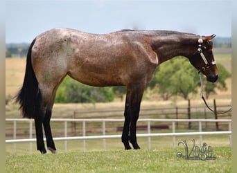 Quarter horse américain, Jument, 5 Ans, 165 cm, Roan-Bay