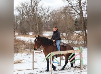 Quarter horse américain Croisé, Jument, 5 Ans, 165 cm, Roan-Bay