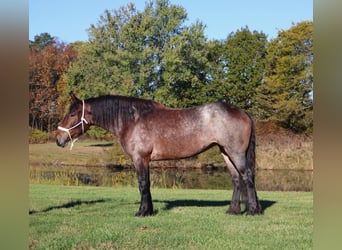 Quarter horse américain Croisé, Jument, 5 Ans, 165 cm, Roan-Bay
