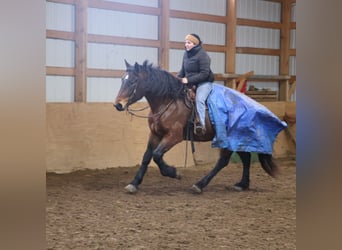 Quarter horse américain Croisé, Jument, 5 Ans, 165 cm, Roan-Bay