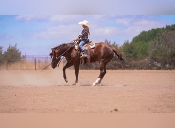 Quarter horse américain, Jument, 5 Ans, Alezan cuivré