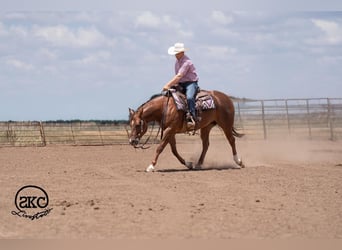 Quarter horse américain, Jument, 5 Ans, Alezan cuivré