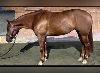 Quarter horse américain, Jument, 5 Ans, Alezan cuivré