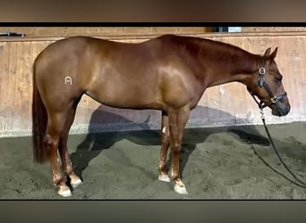 Quarter horse américain, Jument, 5 Ans, Alezan cuivré