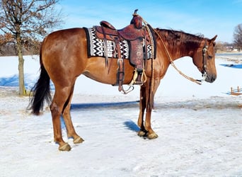 Quarter horse américain, Jument, 5 Ans, Alezan cuivré