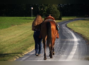 Quarter horse américain, Jument, 5 Ans, Bai cerise
