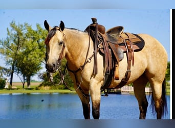 Quarter horse américain, Jument, 5 Ans, Buckskin