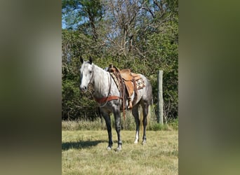 Quarter horse américain, Jument, 5 Ans, Gris