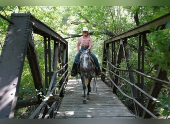 Quarter horse américain, Jument, 5 Ans, Gris
