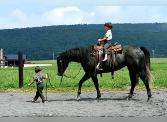 Quarter horse américain, Jument, 5 Ans, Gris