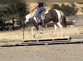 Quarter horse américain, Jument, 5 Ans, Grullo