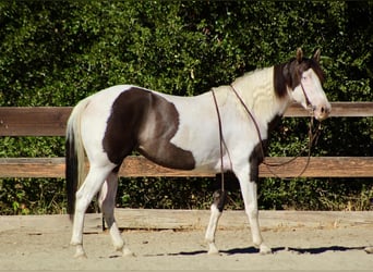 Quarter horse américain, Jument, 5 Ans, Grullo