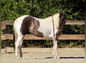 Quarter horse américain, Jument, 5 Ans, Grullo