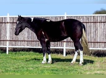 Quarter horse américain, Jument, 5 Ans, Noir