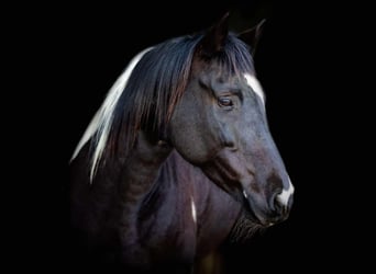 Quarter horse américain, Jument, 5 Ans, Noir