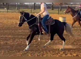 Quarter horse américain, Jument, 5 Ans, Noir