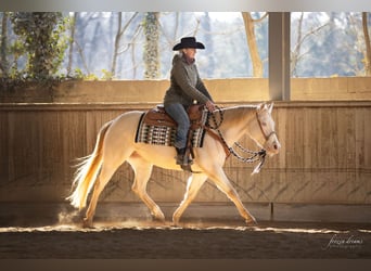 Quarter horse américain, Jument, 5 Ans, Perlino