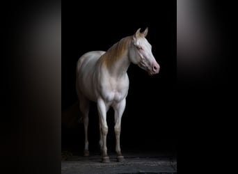 Quarter horse américain, Jument, 5 Ans, Perlino