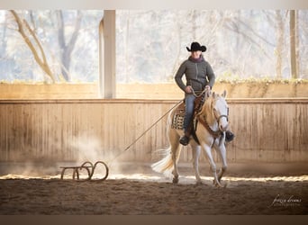 Quarter horse américain, Jument, 5 Ans, Perlino