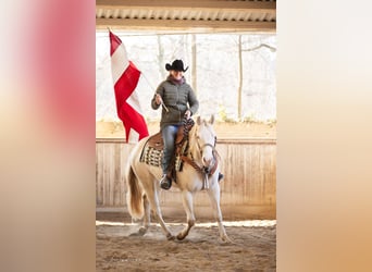 Quarter horse américain, Jument, 5 Ans, Perlino