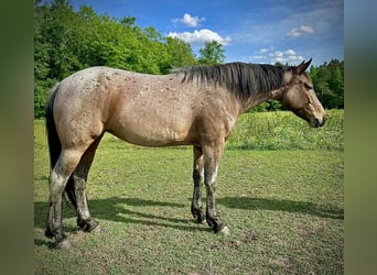 Quarter horse américain, Jument, 5 Ans, Roan-Bay