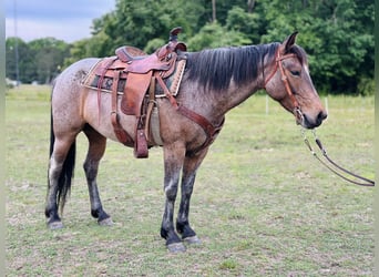 Quarter horse américain, Jument, 5 Ans, Roan-Bay