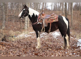 Quarter horse américain, Jument, 5 Ans, Tobiano-toutes couleurs