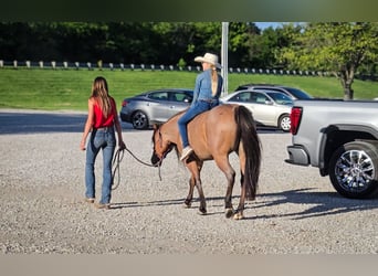 Quarter horse américain, Jument, 6 Ans, 140 cm, Roan-Bay