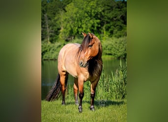Quarter horse américain, Jument, 6 Ans, 140 cm, Roan-Bay