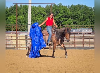 Quarter horse américain, Jument, 6 Ans, 140 cm, Roan-Bay
