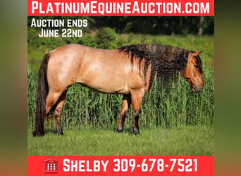 Quarter horse américain, Jument, 6 Ans, 140 cm, Roan-Bay